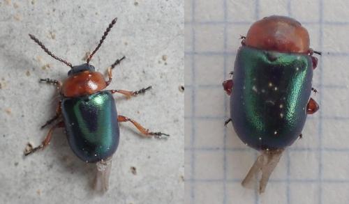 Réf. 227 686 : Gastrophysa polygoni